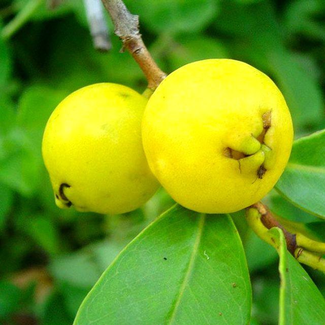 Araçá-amarelo