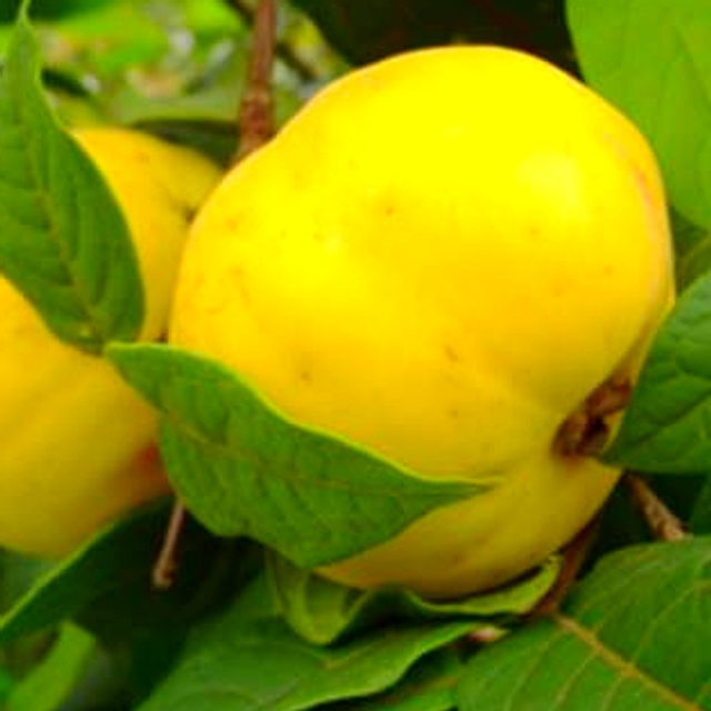 Araçá-boi