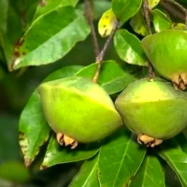 Cambuci