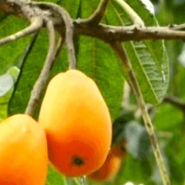 Jaracatiá