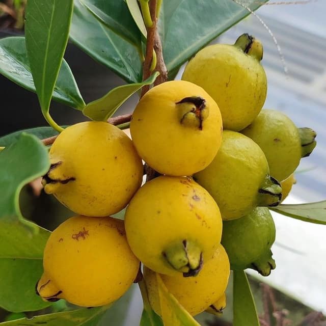 Araçá-piranga