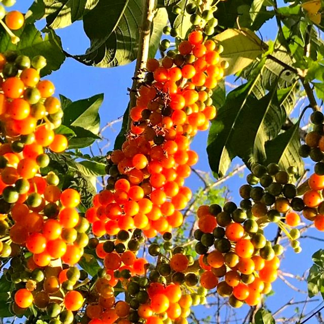 Fruto-do-sabiá
