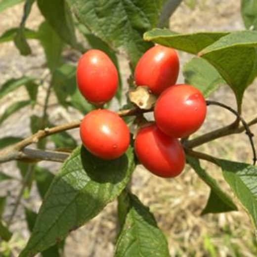 Fruta-de-tucano-açu